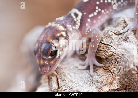 Bellenden Gecko (Underwoodisaurus milii). Entwood Heiligtum. Sandleton. Murraylands. South Australia. Australien. Stockfoto