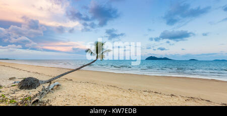 Große Palme am Strand Australien Stockfoto