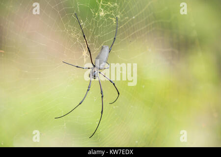 Große Australische Spinne auf seiner Web Stockfoto