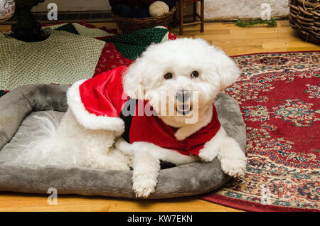 Bichon Frise Hund unter den Weihnachtsbaum tragen Santa Hut und Mantel Stockfoto