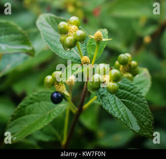 Eine Nahaufnahme der grüne Knospen mit Regentropfen in den Anfang des Winters. Stockfoto