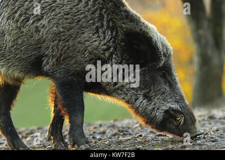 Nahaufnahme des großen Wildschwein männlichen im Abendlicht (Sus scrofa) Stockfoto