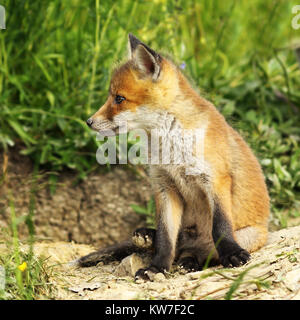 Nahaufnahme der Jungen roten Fuchs in der Nähe der Höhle (Vulpes) Stockfoto