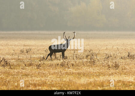 Damwild Hirsch auf Wiese in orange Morgenlicht (Dama) Stockfoto