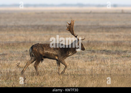 Damwild Hirsch gehen auf Wiese, wildes Tier im natürlichen Lebensraum (Dama) Stockfoto