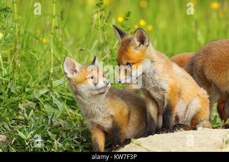 Europäische Red Fox Cubs in natürlichen Lebensraum (Vulpes); wilde Tiere in der Nähe der Höhle im Frühjahr Stockfoto
