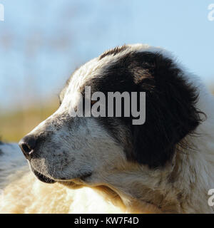 Portrait von Motley rumänischen Schäferhund Stockfoto
