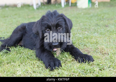 Welpen von riesigen Schwarzen Schnauzer Hund mit offenen Mund liegt auf dem Rasen und Blick in die Kamera. Stockfoto