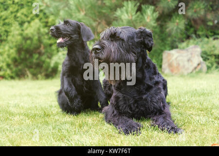 Welpe und erwachsener Hund von riesigen Schwarzen Schnauzer Hund sitzen auf der Liegewiese im Garten und auf der Seite. Licht als vintage Foto bearbeitet. Stockfoto