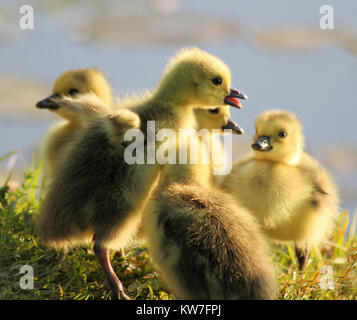 Der Geschichtenerzähler - die jungen Gänschen neu zusammen in einer Gruppe an Land geschlüpft. Stockfoto