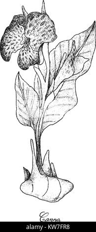 Root und knötchenförmige Gemüse, Illustration Hand gezeichnete Skizze von frischem Canna Pflanze isoliert auf weißem Hintergrund. Stock Vektor