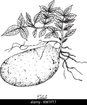 Root und knötchenförmige Gemüse, Illustration Hand gezeichnete Skizze von Kartoffeln isoliert auf weißem Hintergrund. Stock Vektor