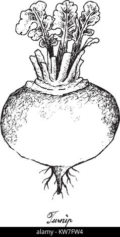 Root und knötchenförmige Gemüse, Illustration Hand gezeichnete Skizze von frischem Lila Rübe oder Brassica rapa Pflanze mit Blättern isoliert auf weißem Hintergrund Stock Vektor