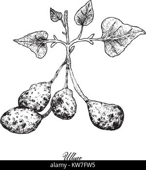 Root und knötchenförmige Gemüse, Illustration Hand gezeichnete Skizze von Ullucus tuberosus Pflanze isoliert auf weißem Hintergrund. Stock Vektor