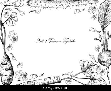 Root und knötchenförmige Gemüse, Illustration Hand gezeichnete Skizze von frischem Chinesischen Yam, Klette, Rettich und Mashua Pflanzen isoliert auf weißem Hintergrund. Stock Vektor