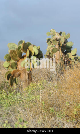 Riesige Pflanzen von Opuntia oder Feigenkaktus (Opuntia echios var. gigantea) wachsen in der ariden Zone von Santa Cruz unter dornigen Sträuchern auf die Spur zu Tortuga Stockfoto