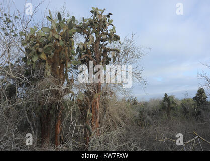 Riesige Pflanzen von Opuntia oder Feigenkaktus (Opuntia echios var. gigantea) wachsen in der ariden Zone von Santa Cruz unter dornigen Sträuchern auf die Spur zu Tortuga Stockfoto