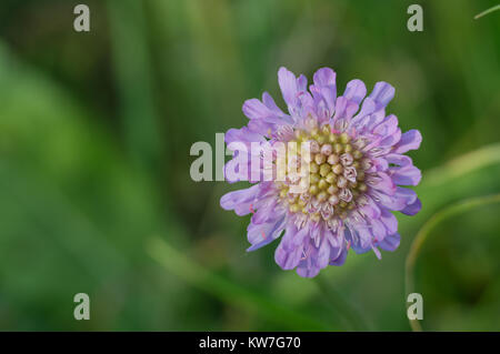 Nadelkissen blumen Scabiosa kolumbarien Stockfoto