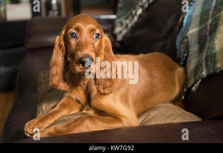 Eine junge reine Rasse Irish Setter entspannt in einem seltenen Moment der Ruhe auf der Couch Stockfoto