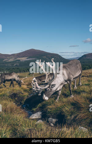 Rentiere ir schöne bunte Herbstlandschaft in Schottland Stockfoto