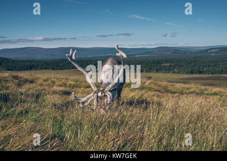 Rentiere ir schöne bunte Herbstlandschaft in Schottland Stockfoto