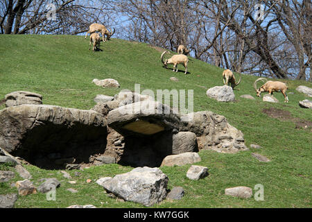 Wilde Ziegen (Capra ibex) im ZOO Stockfoto