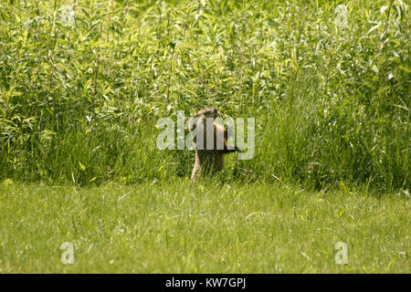 Groundhog auf Feld Fütterung auf wildes Gras Stockfoto