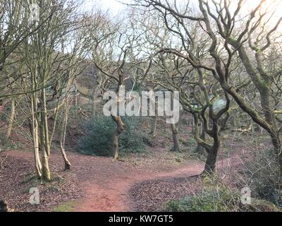 Seltsamen Wald Stockfoto