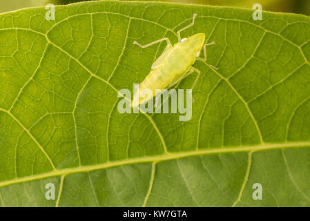 Ein Jugendlicher leafhopper oder planthopper Sitzen auf einem hintergrundbeleuchteten Blatt im kolumbianischen Dschungel Stockfoto