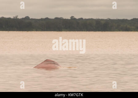 Eine seltene Pink dolphin Oberflächen im Amazonas, im Gegensatz zu den meisten Delphine diese Arten ist Süßwasser und verbringt sein ganzes Leben in den Flüssen. Stockfoto