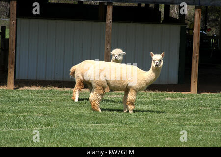 Alpaka Farm in Virginia Stockfoto