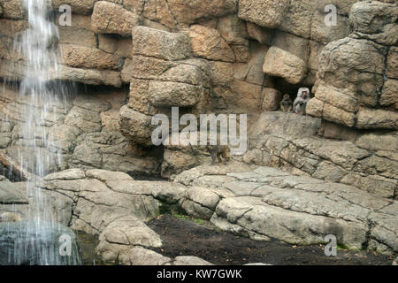 Paviane am Zoo Stockfoto