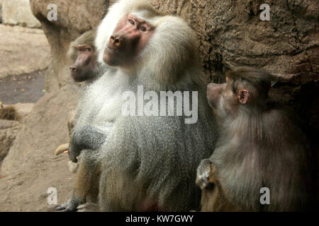 Paviane am Zoo Stockfoto