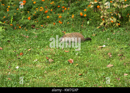 Nahaufnahme von groundhog Wandern in Feld Stockfoto