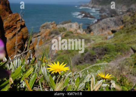 Landschaft entlang der Otter Trail Wanderung an der Garden Route in der südafrikanischen Provinz Western Cape Stockfoto