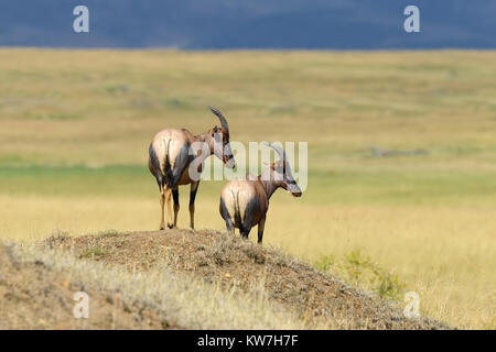Topi Antilope (Damaliscus Lunatus) in Kenias Masai Mara Reserve Stockfoto