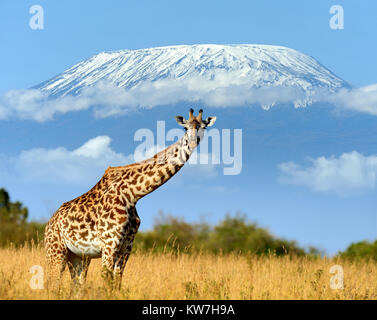 Giraffe im Nationalpark in Kenia, Afrika in der Nähe Stockfoto