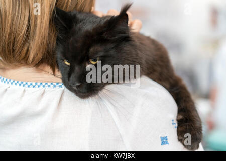 Große schwarze Katze auf der Schulter Stockfoto