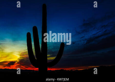 Saguaro Kaktus (Carnegiea gigantea) in den Saguaro National Park, Arizona, USA Stockfoto