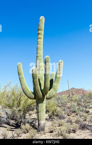 Saguaro Kaktus (Carnegiea gigantea) in den Saguaro National Park, Arizona, USA Stockfoto