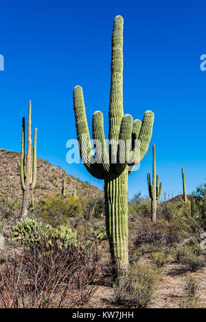 Saguaro Kaktus (Carnegiea gigantea) in den Saguaro National Park, Arizona, USA Stockfoto