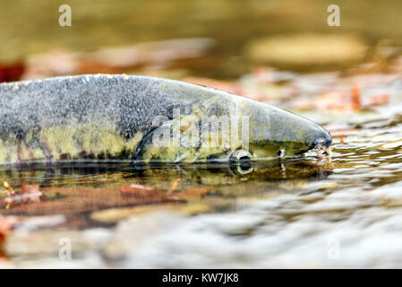 Laich Chum salmon (Oncorhynchus keta) in Chehalis River, Fraser Valley, British Columbia, Kanada Stockfoto