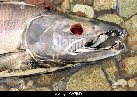 Tot Chum salmon (Oncorhynchus keta) in Chehalis River, Fraser Valley, British Columbia, Kanada Stockfoto