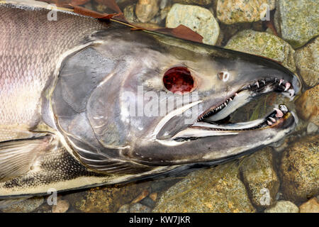 Tot Chum salmon (Oncorhynchus keta) in Chehalis River, Fraser Valley, British Columbia, Kanada Stockfoto