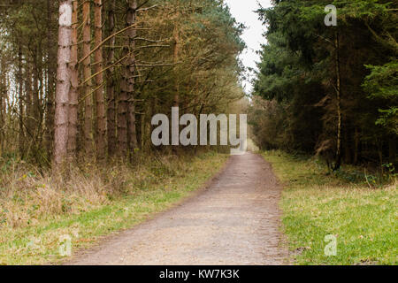 Feine Schatten Holz, Corby, Northamptonshire Stockfoto