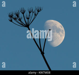 Hedge Petersilie Torilis Japonica- und Winter- Stockfoto