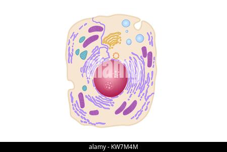 Tier die menschliche Zelle Struktur pädagogischen Wissenschaft. Mikroskop 3d-Kern eukaryotischen Organell Medizin Technologie Analyse. Leuchtende farbige Biologie post Stock Vektor