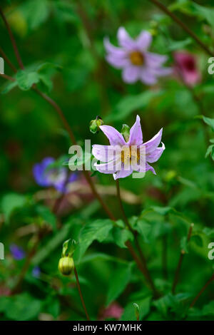 Dahlia merckii, single, Pink, Lila, Blüte, Blumen, Arten, Dahlia, Dahlien, Blüte, RM Floral Stockfoto