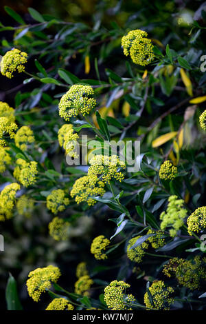 Bupleurum fruticosum, Strauchigen Hare's ear, Evergreen, mediterrane Pflanzen, Gelb, Blumen, Blüten, Garten, RM floral Stockfoto