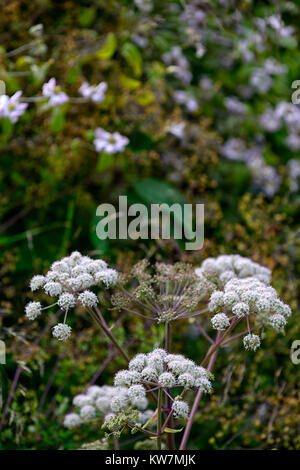 Angelica sylvestris purpurea, Garten, Gärten, flowerhead, Blüte, Blüten, reichblühend, RM Floral Stockfoto